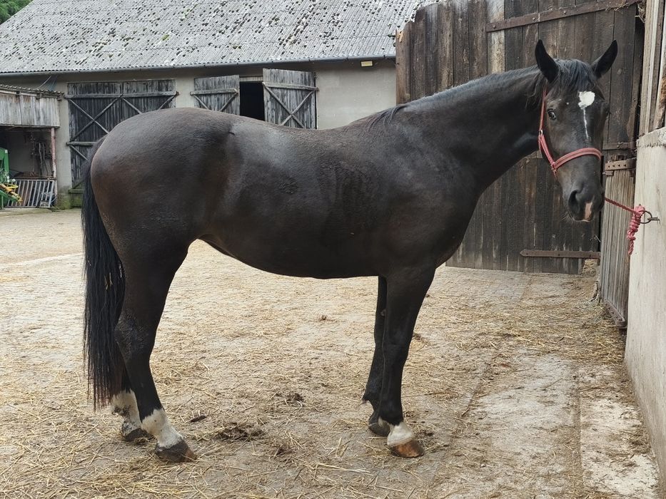 Sprzedam klacz śląska