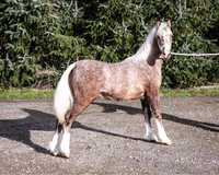 Roczny Ogier Welsh Pony sekcji C malowany