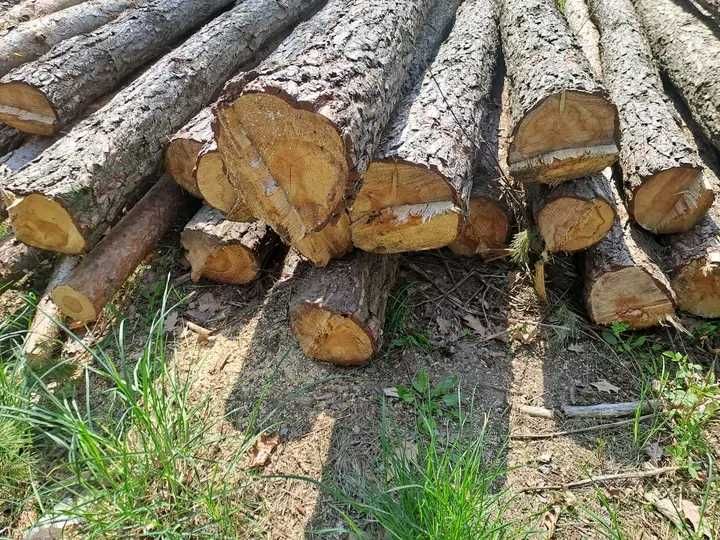 Drewno opałowe sosnowe