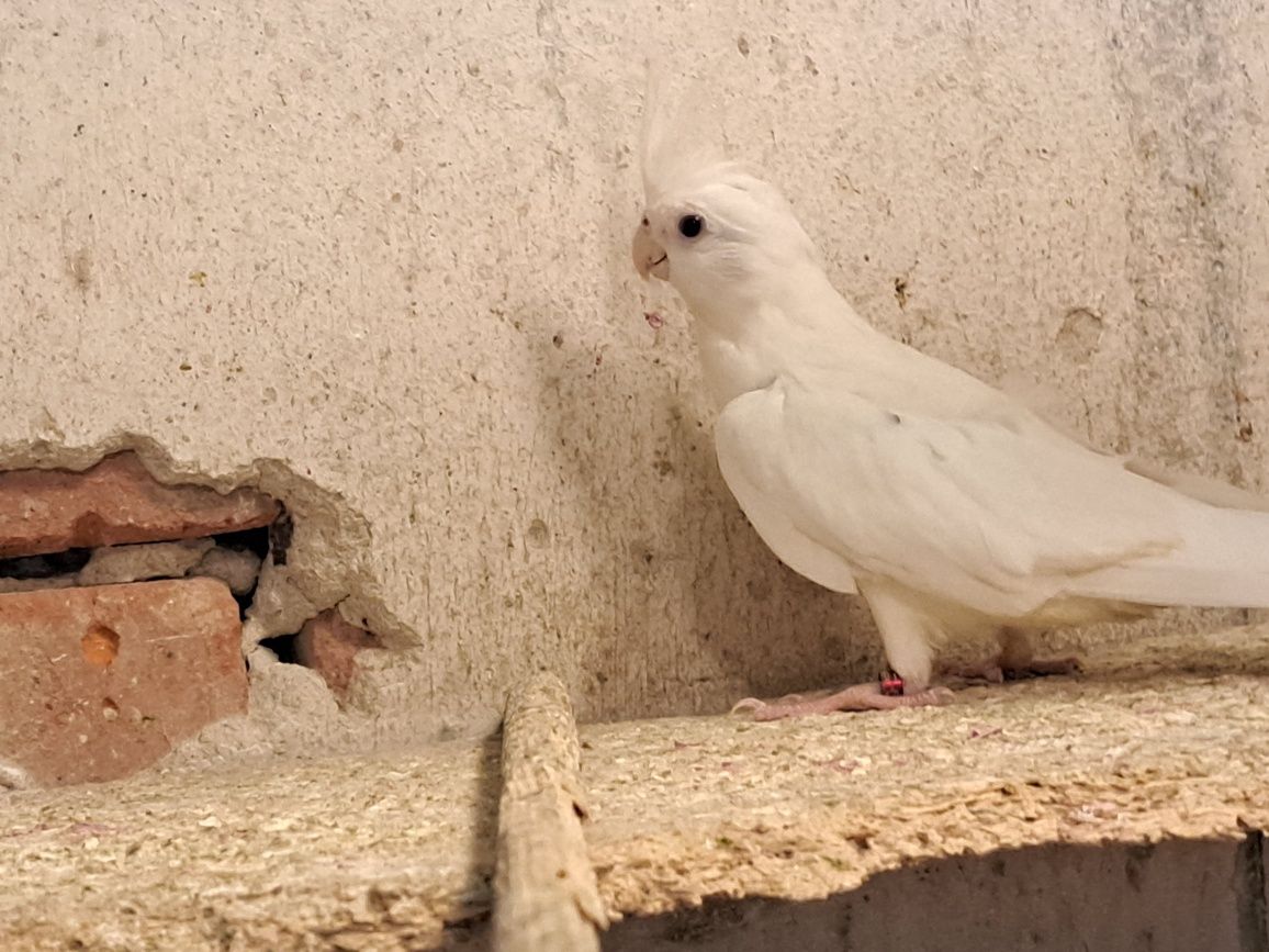 Nimfy samica nimfa albino