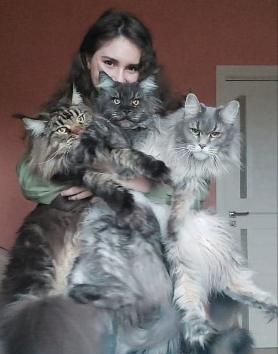 Чистокровні Американських крові .