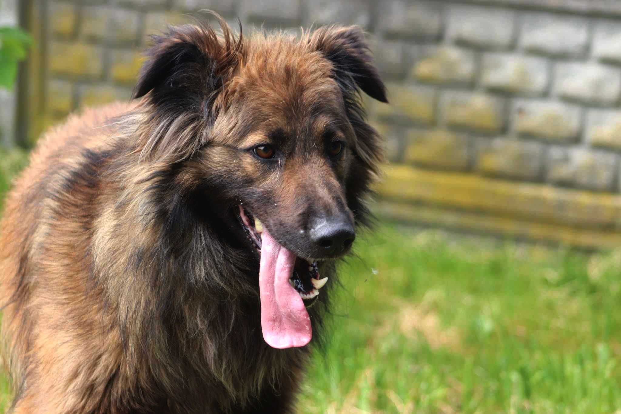 Luk spójrz, pokochaj, adoptuj