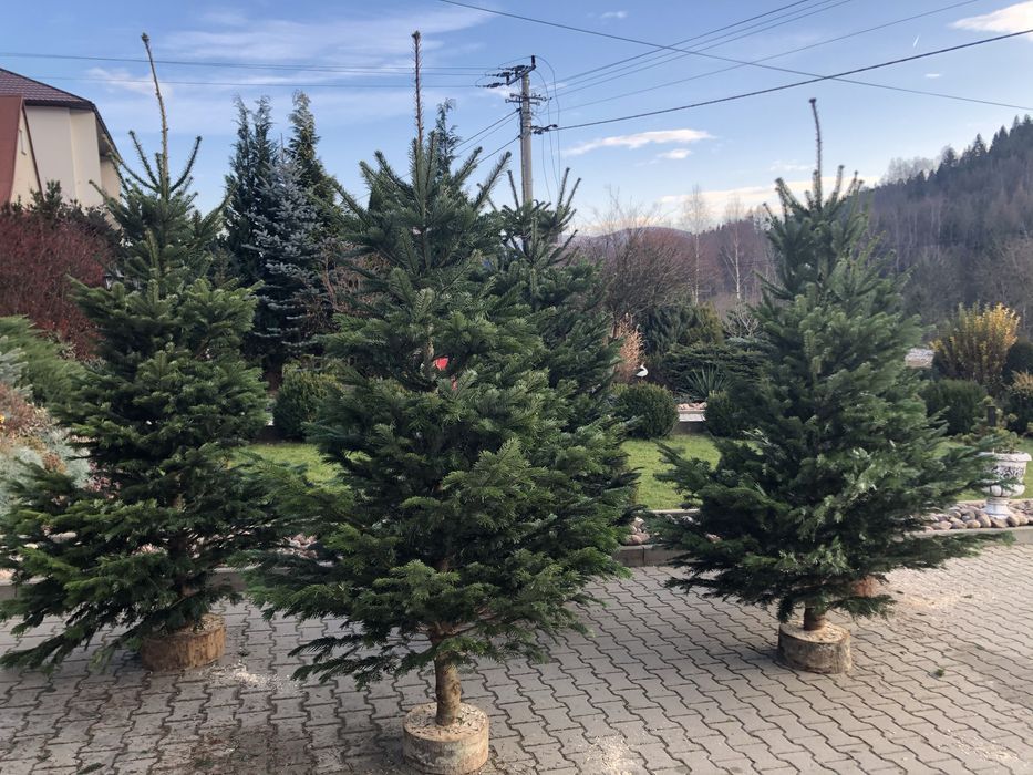 CHOINKI BOŻONARODZENIOWE _ Jodła kaukaska‼️ Duży wybór