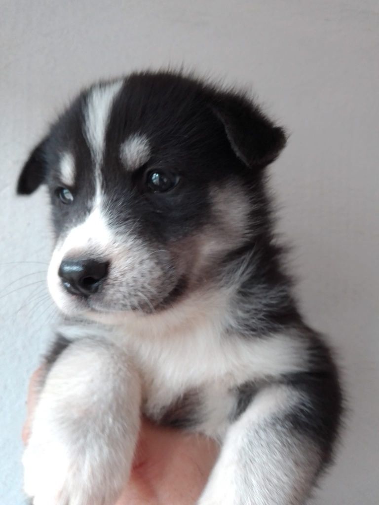 Husky siberiano c/ lop pedigree c.pc