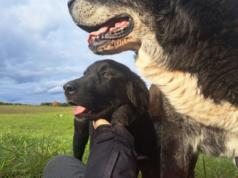 Bella- szczeniak do adopcji