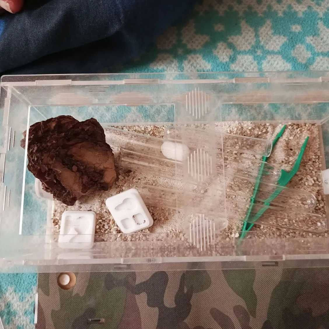 Duże Formikarium