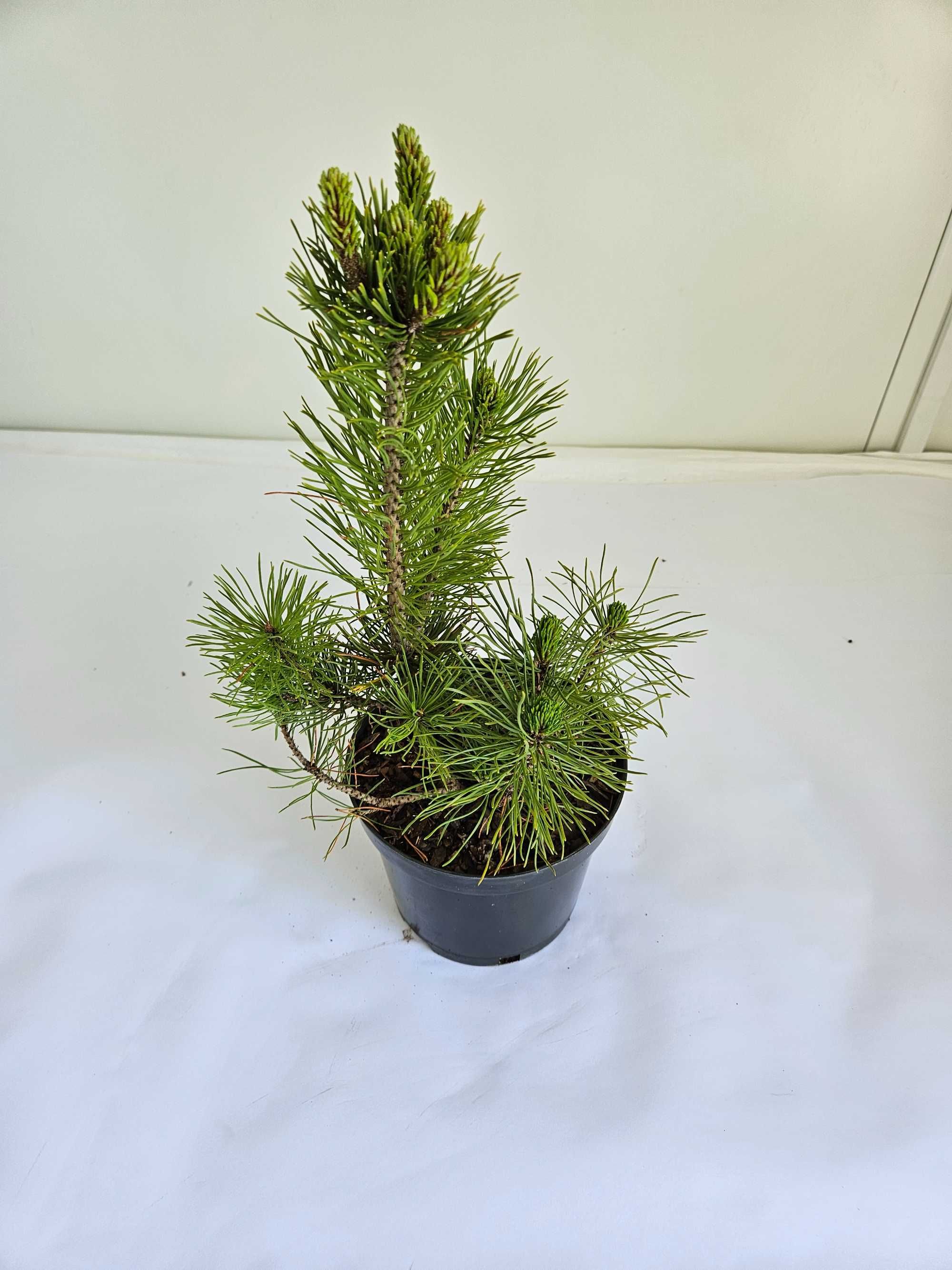 Kosodrzewina 'Pumilio' (Pinus mugo 'Pumilio')