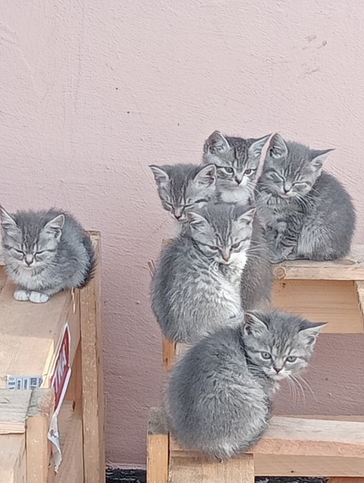 Віддам кошенят безкоштовно