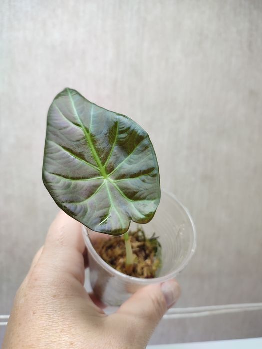 Алоказия Регал Шилдс / Алоказія Регал Шілдс / Alocasia Regal Shilds