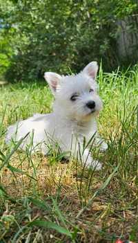 West Highland white terrier- suczka