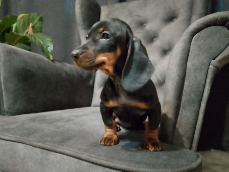 Jamnik szczeniak piesek