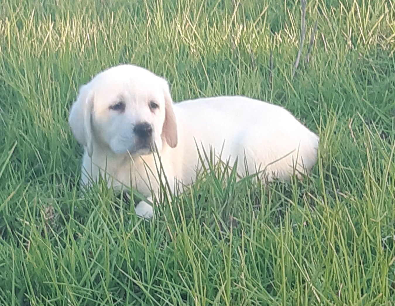 Labrador retriever