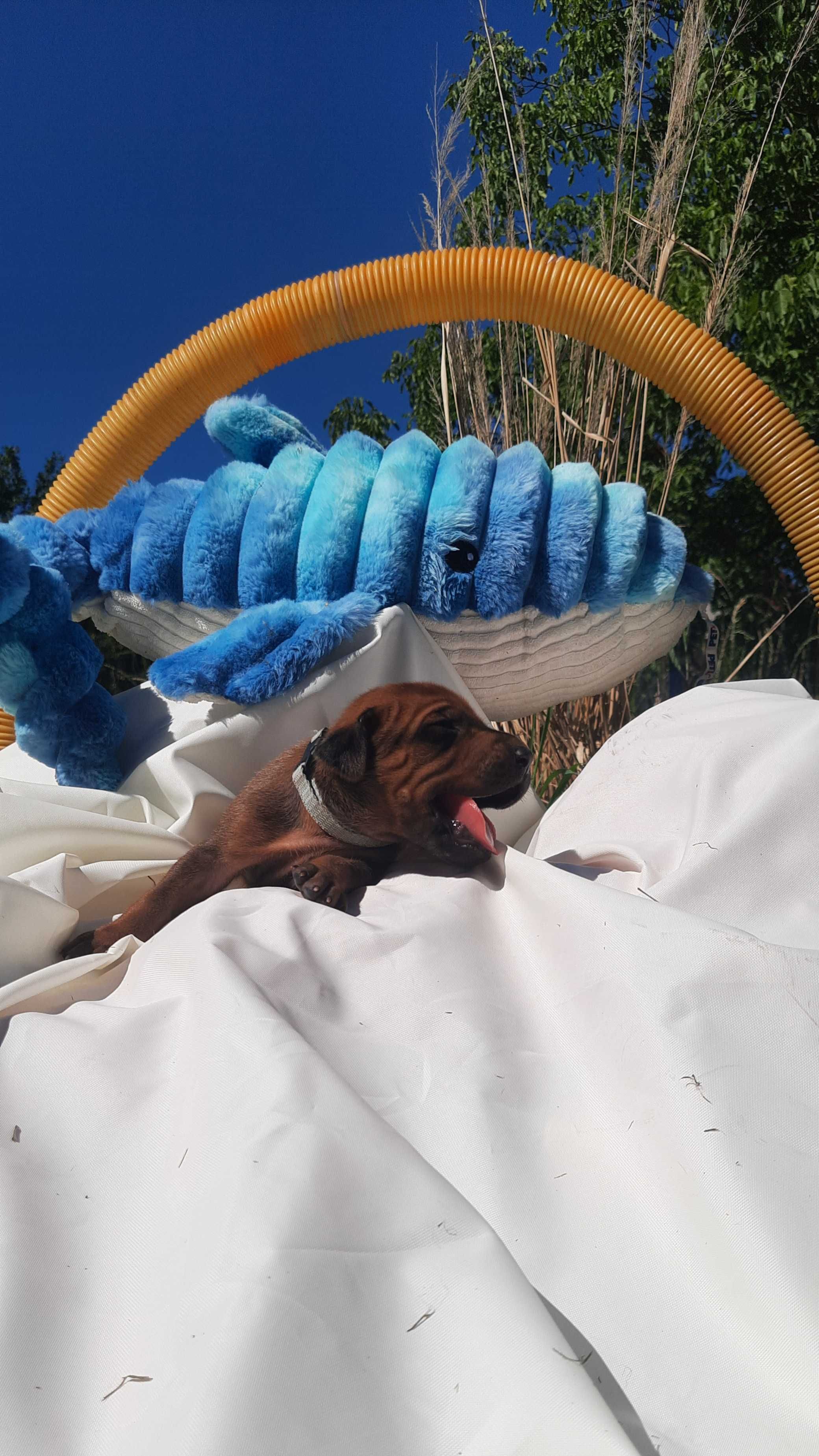 Szczeniak Rhodesian Ridgeback   - Hodowla ZKwP/FCI