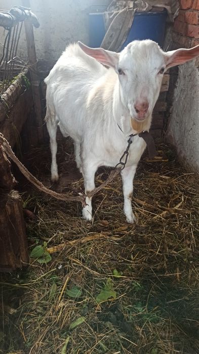 В'язка цапа, покриття кози, спарювання кози