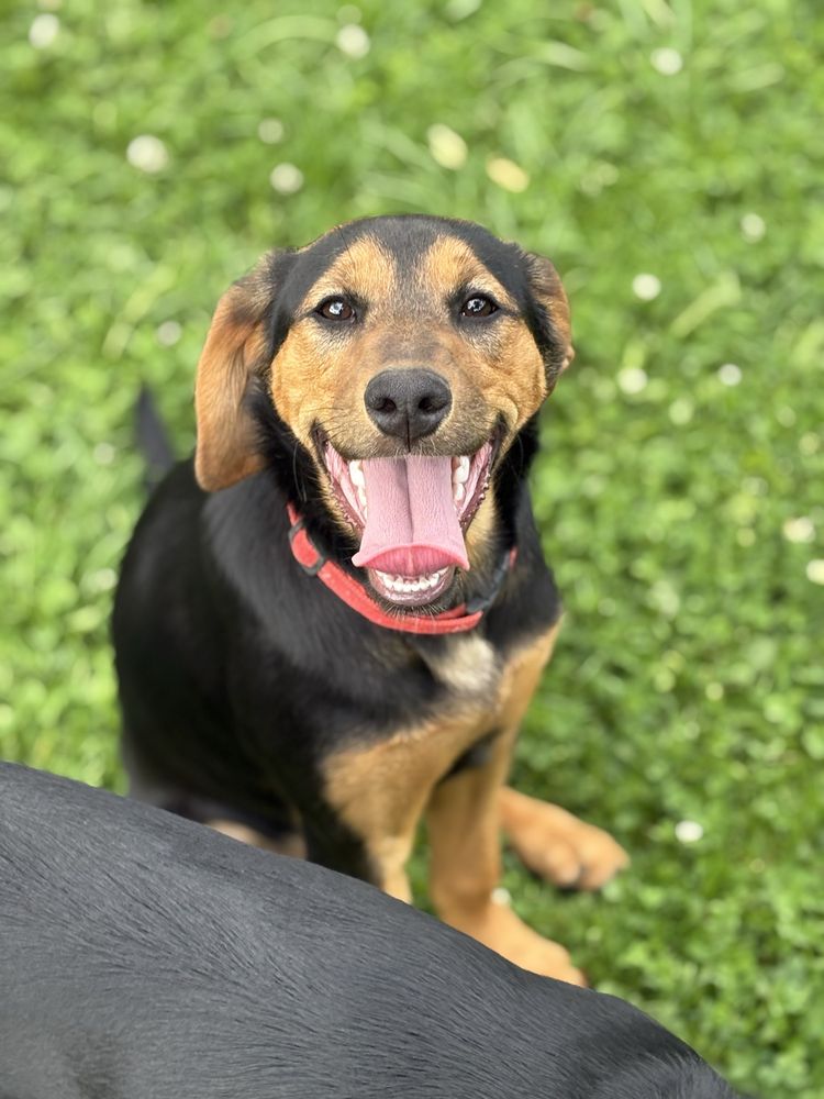 Wanda i Banda, czyli dwupak do adopcji