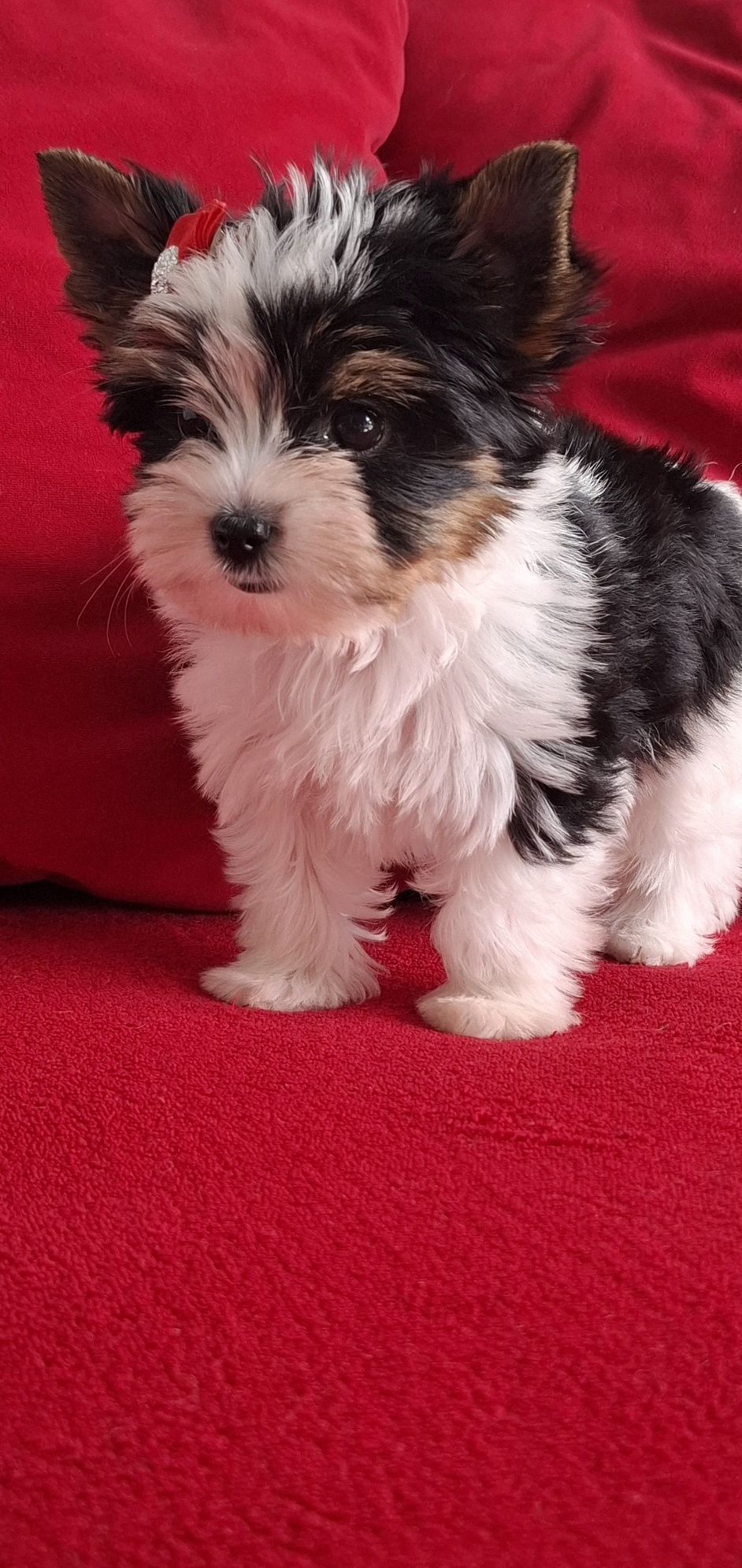 Biewer Yorkshire Terrier suczka rodowod 4 pok. Zhpr Uci