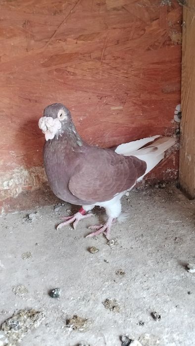 Gołębie staropolskie