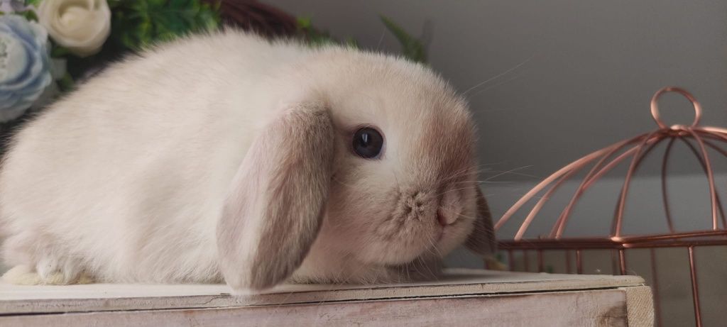 Królik Mini Lop gotowe na nowy dom