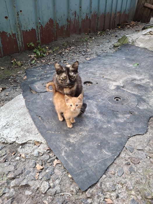 Кошенята,2,5 місяці, хлопчик , дівчинка