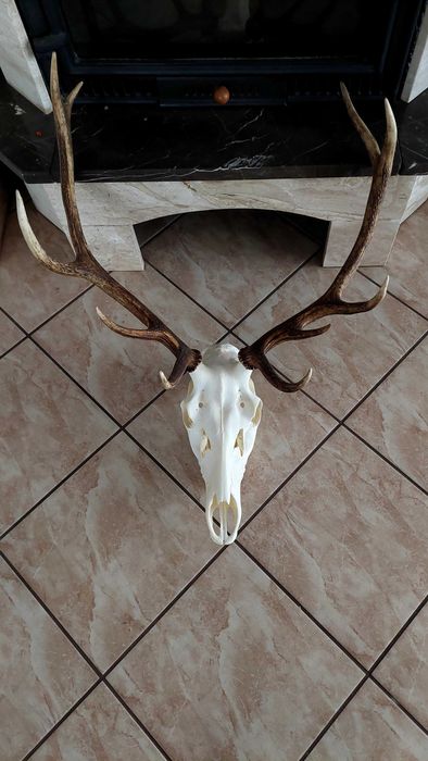 Poroże jelenia sprzedam