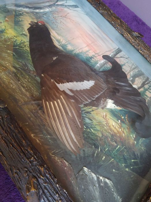 Ptasia diorama z cietrzewiem