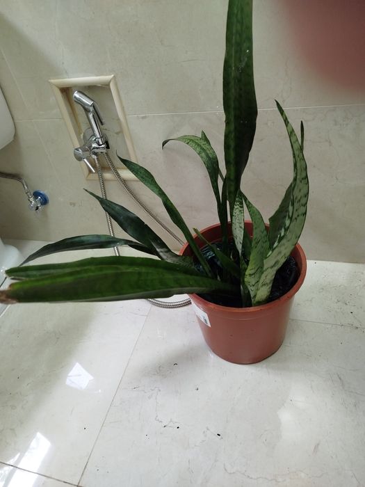 Lanças de São Jorge, planta natural