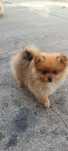 Spitz alemão anão, lulu da pomerânia