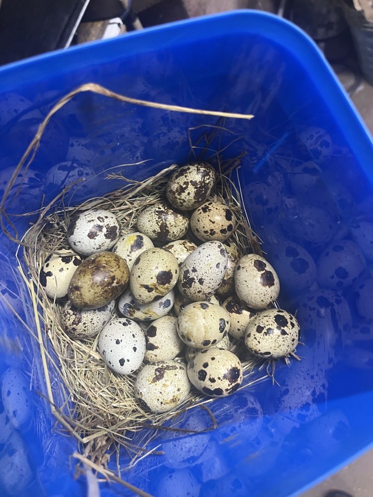 Vendo ovos de coderniz
