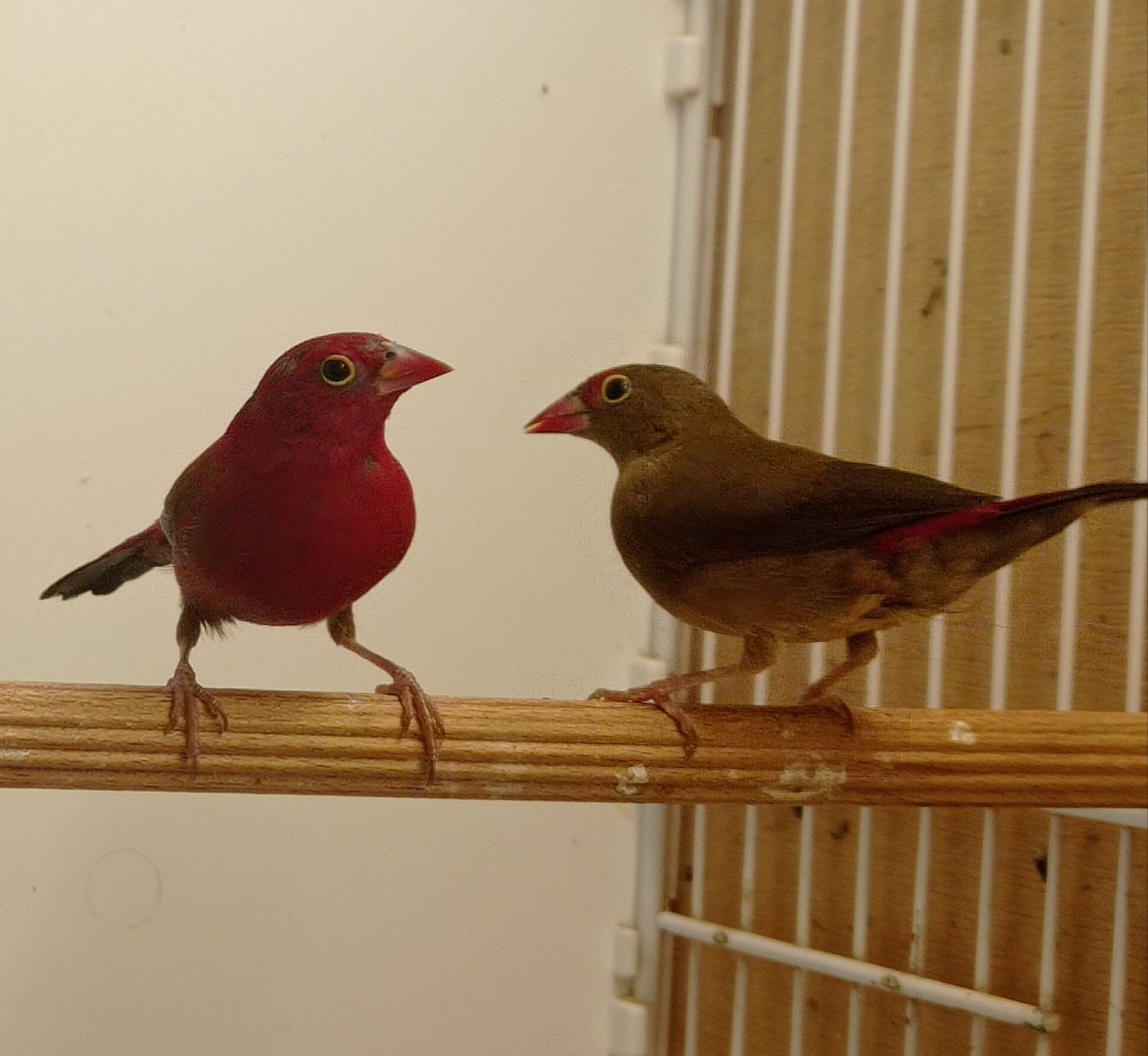 Amarantka senegalska (Lagonosticta senegala)