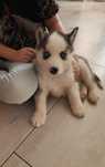 Szczeniak husky syberian szczeniaki hasky