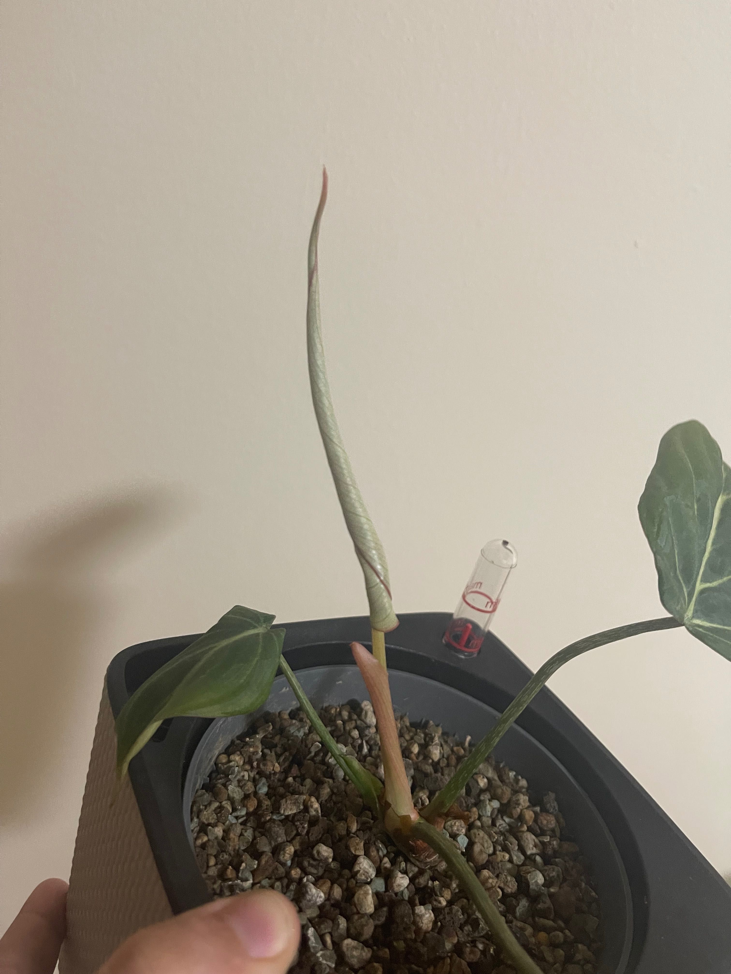 Philodendron Gloriosum Dark Form