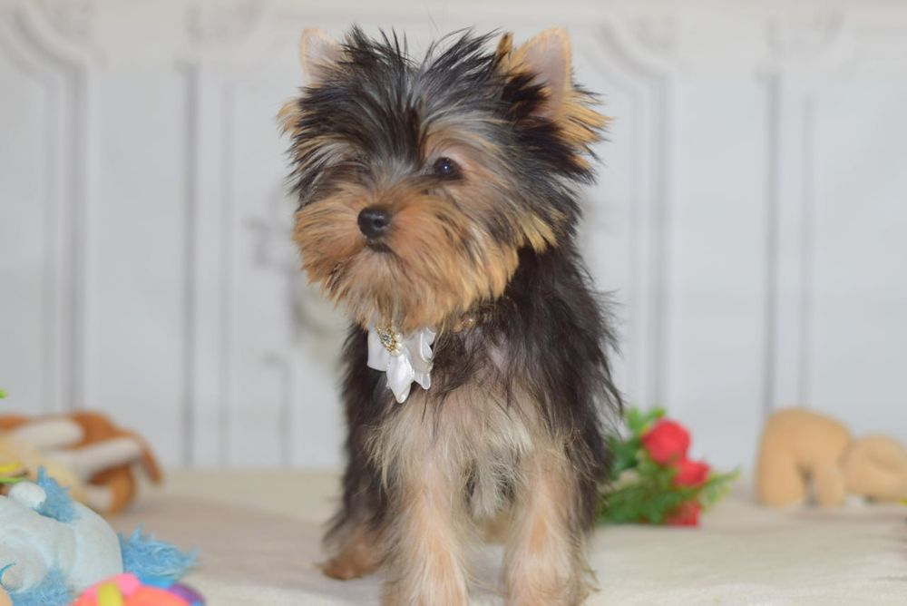 Хлопчик красотунчик