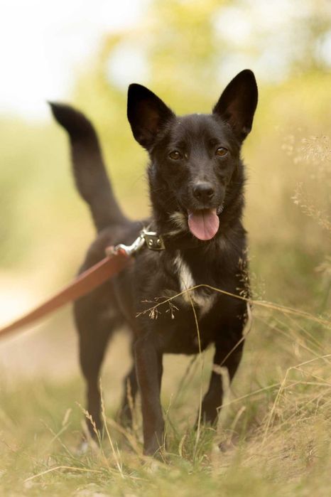 Kochana, zagubiona KIARA szuka domu !! Do adopcji !!