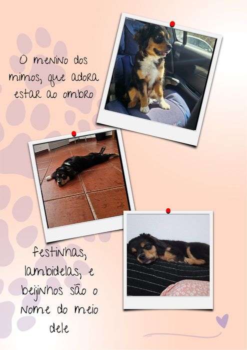 Petsitting Lisboa e dogwalking
