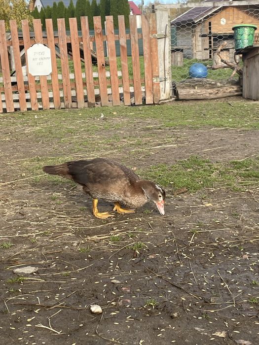 Kaczki pekinki młode