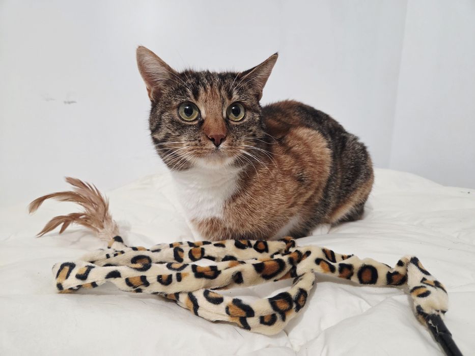 Wysterylizowana kotka do adopcji