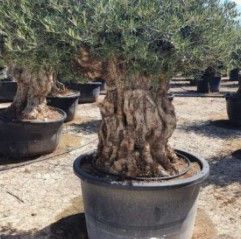 Oliveiras Centenarias - Macro Bonsai - Exemplares