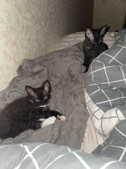 Коти безкоштовно