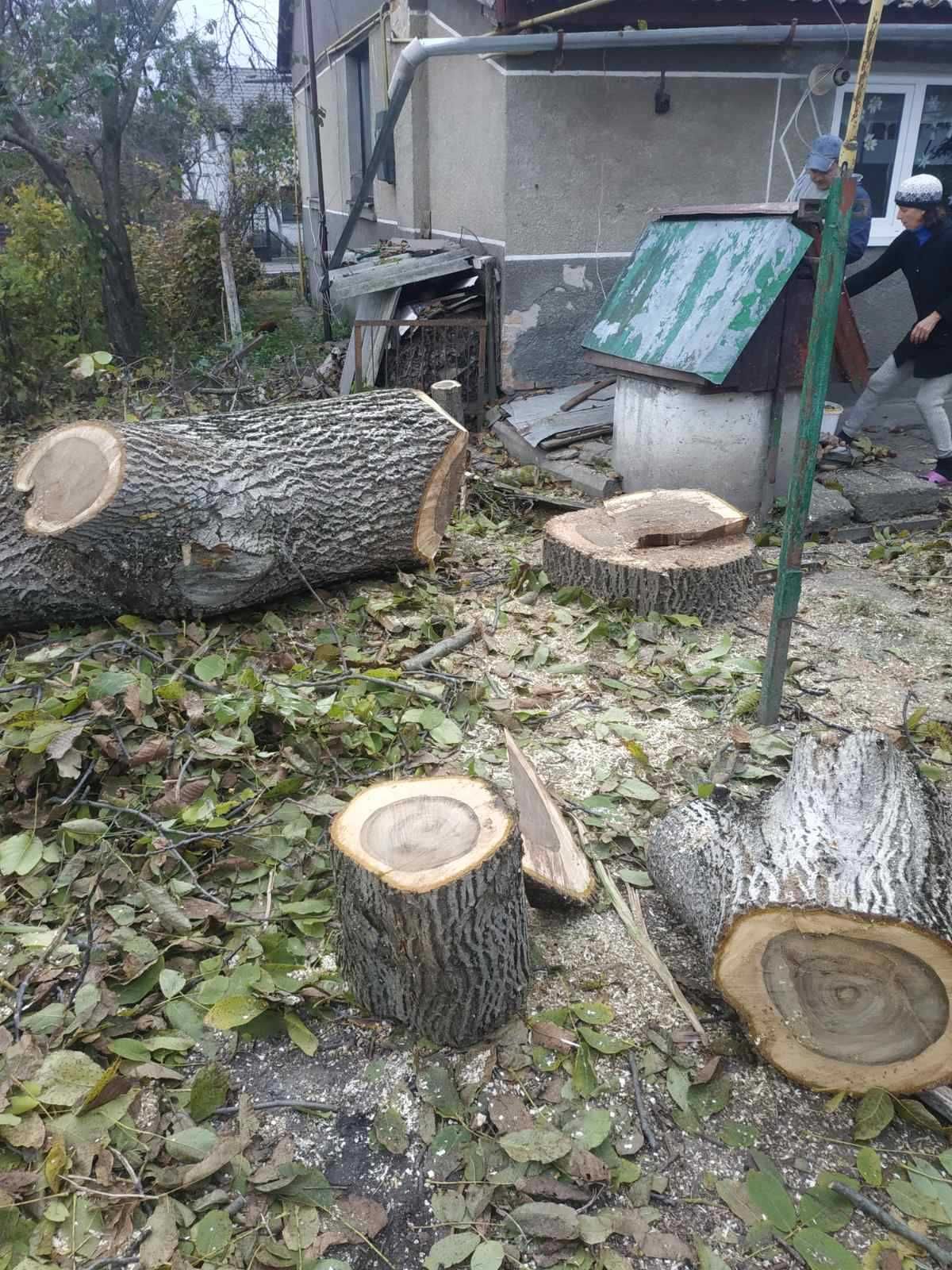 Обрізка дерев обрізання зрізка спил аварійних дерев, Буськ