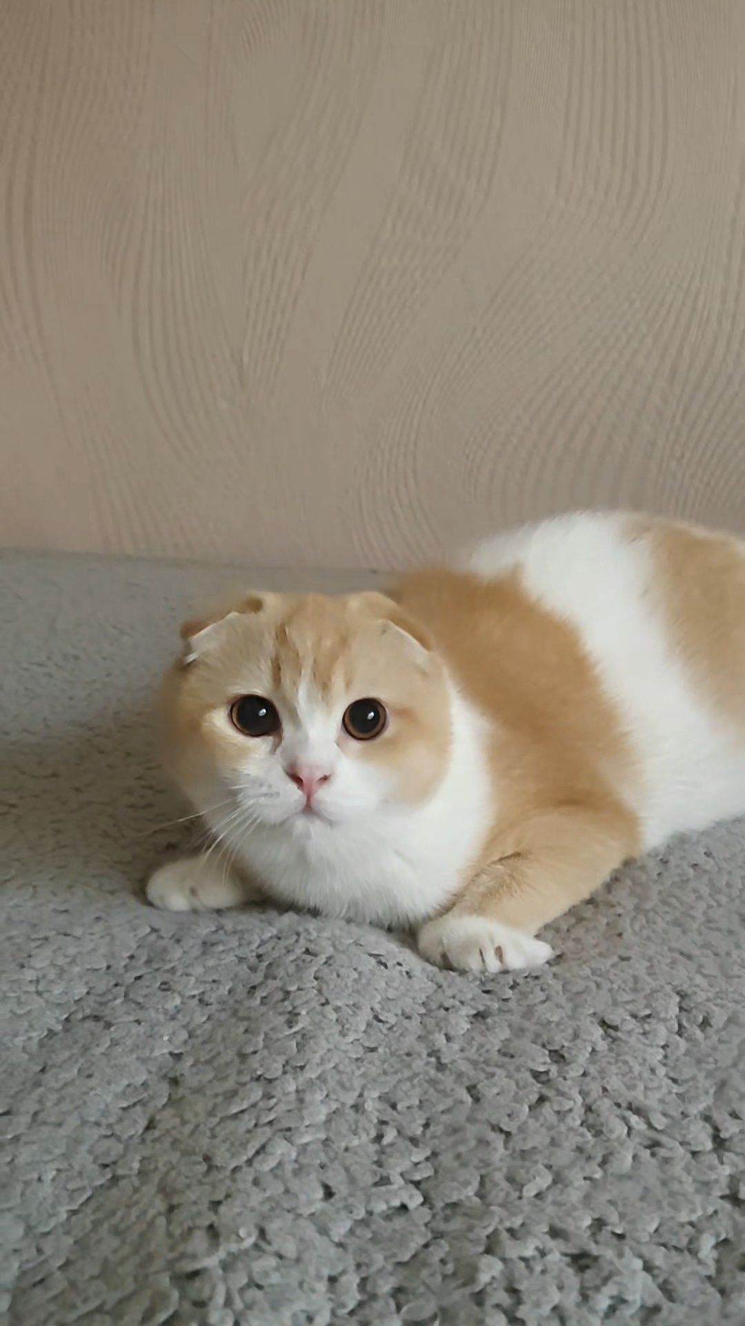 Чистокровный вислоухий котик