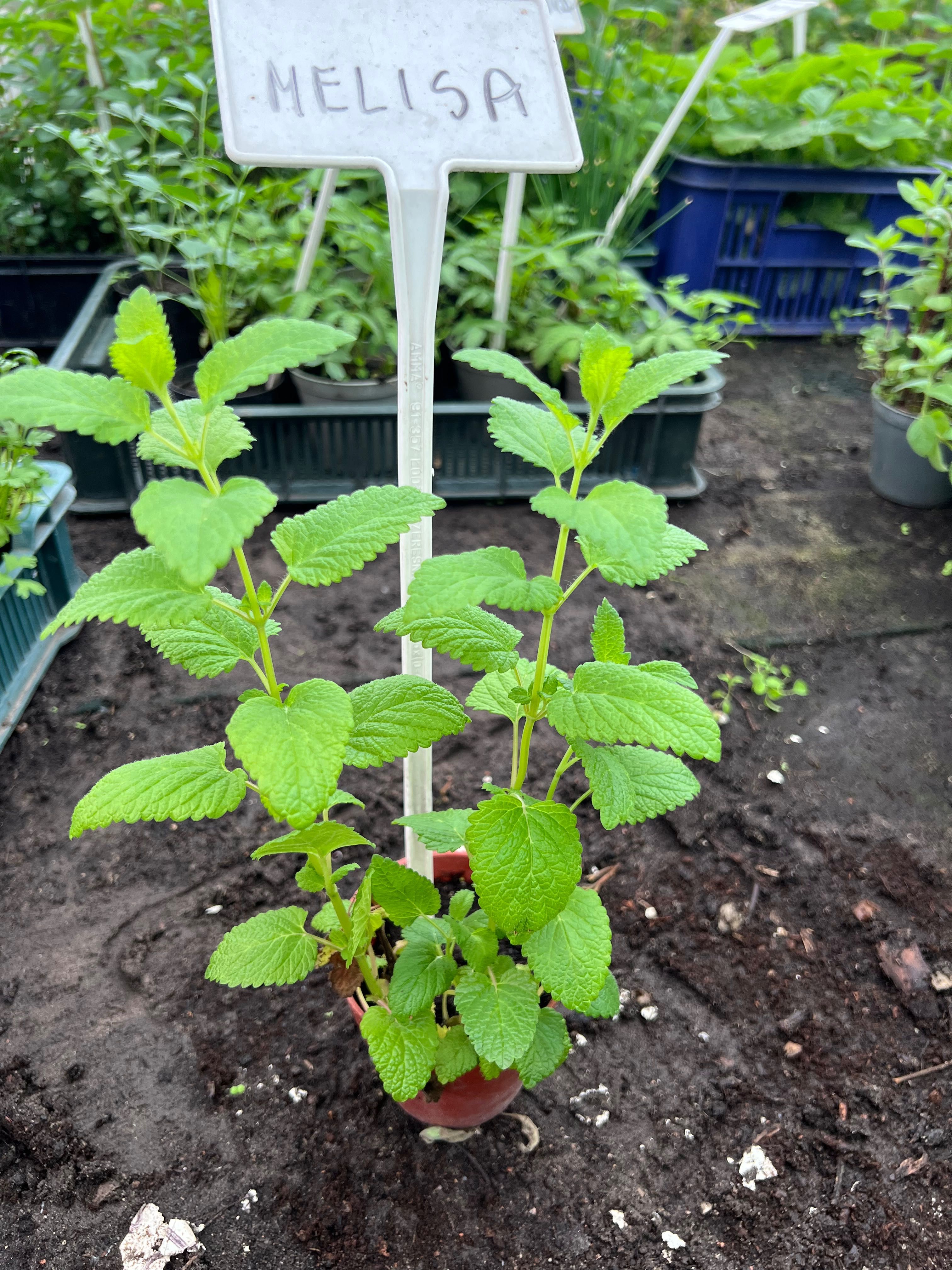 Sadzonka melisy, oregano i szałwii lekarskiej