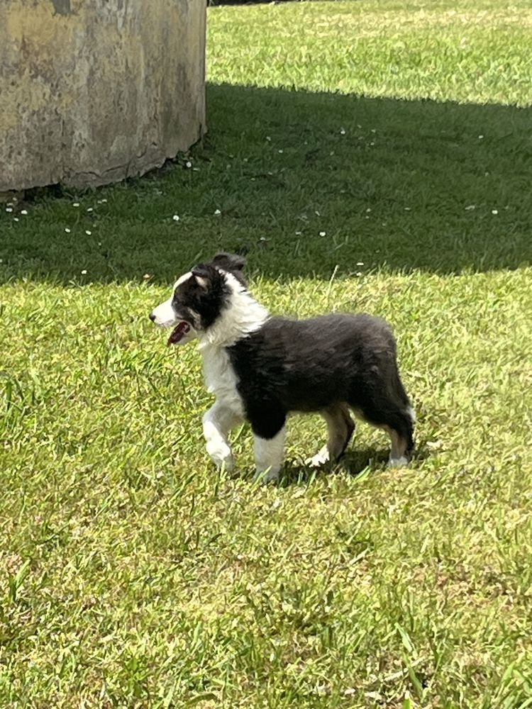 Border Collie disponivel