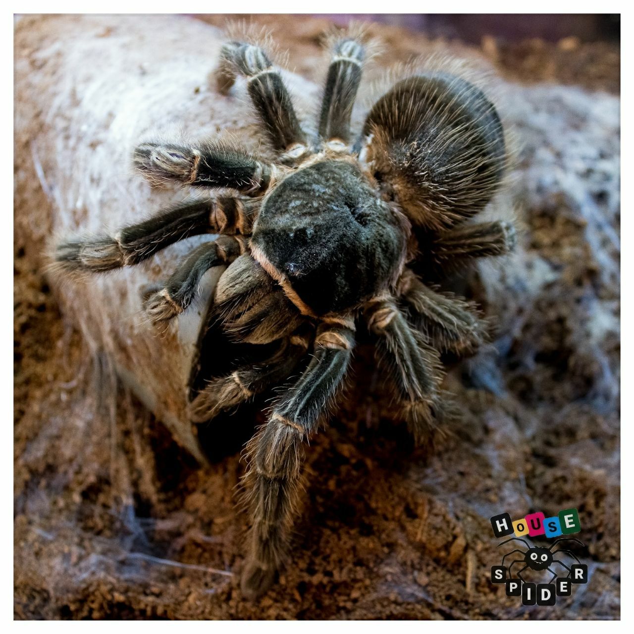 Lasiodora parahybana взрослые самки паука птицееда для новичков