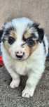Piesek border collie