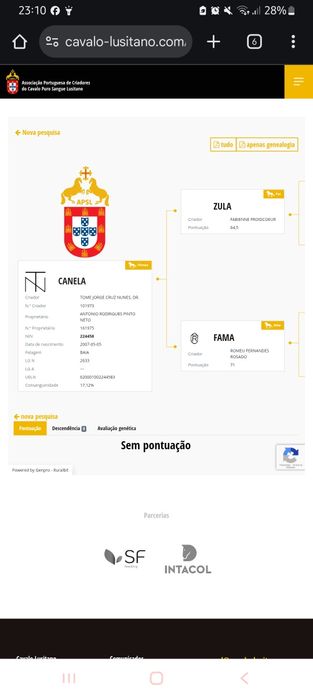 Egua lusitana montada