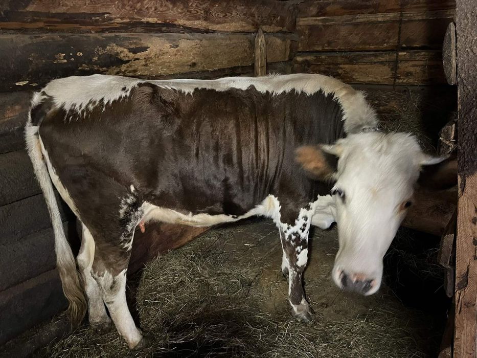 Продається ківна телиця