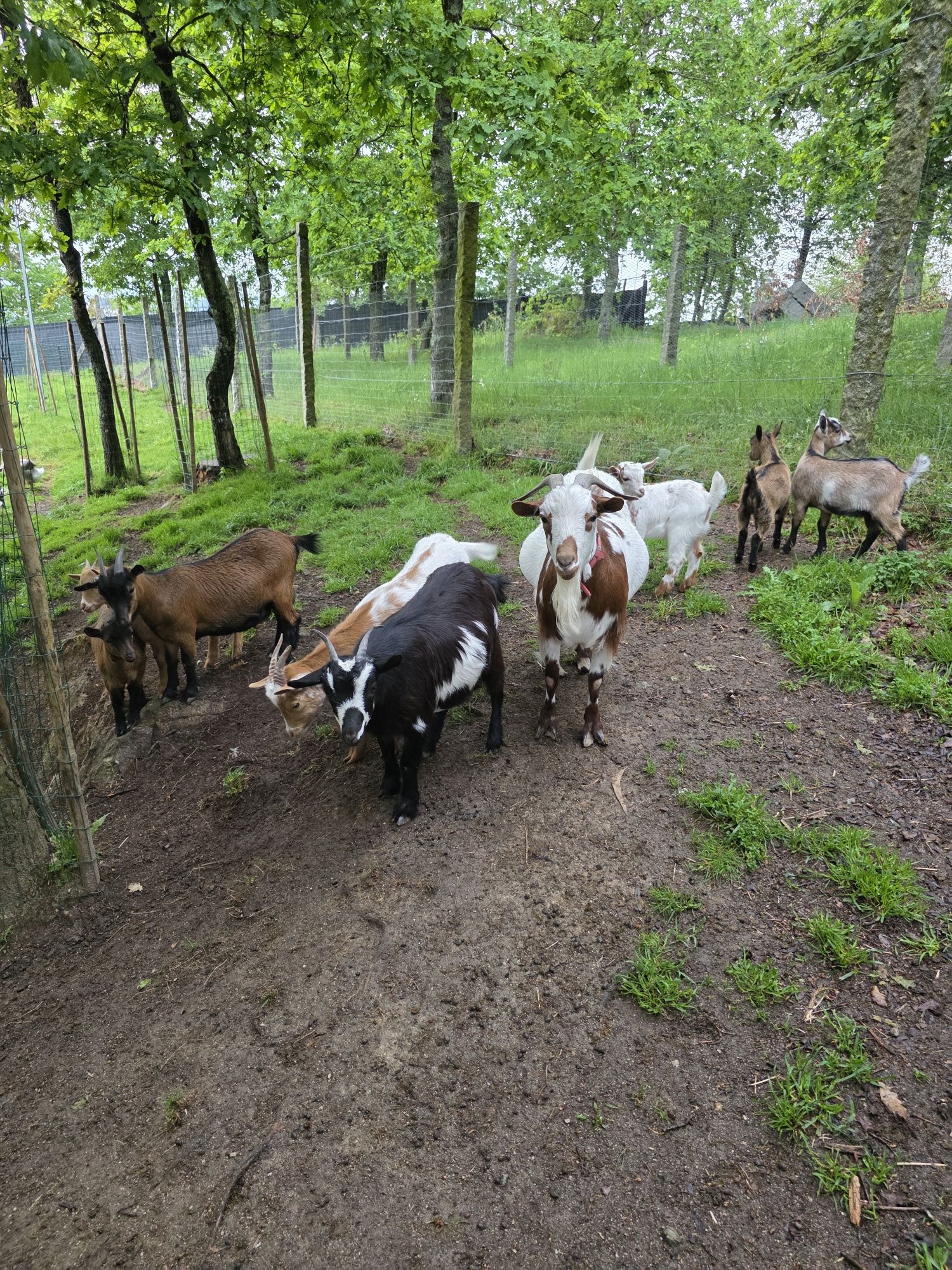 Cabras cruzadas de Anãs