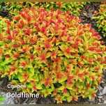 Лапчатка Abbotswood, спирея Goldflame Форзиция,Гортензии,Спрея