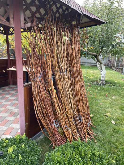 Продам живці винограду чубуки, черенки.