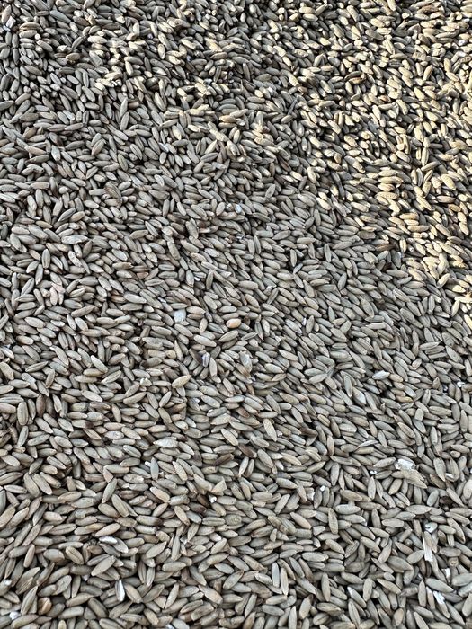 Żyto hybrydowe sprzedam